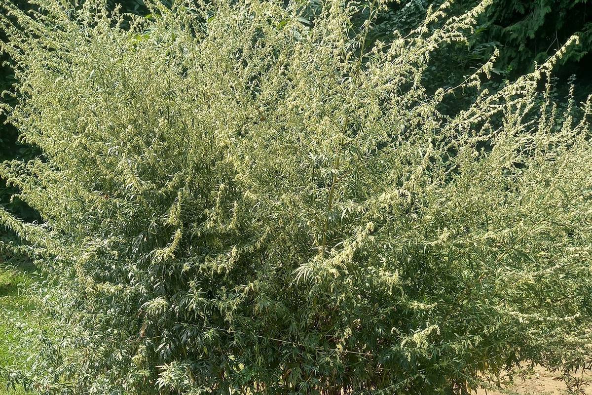 Nieuwsbrief september 2026 - Healing Herbs en helende gronden